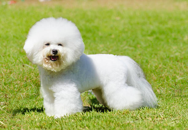 Bichon à poil frisé